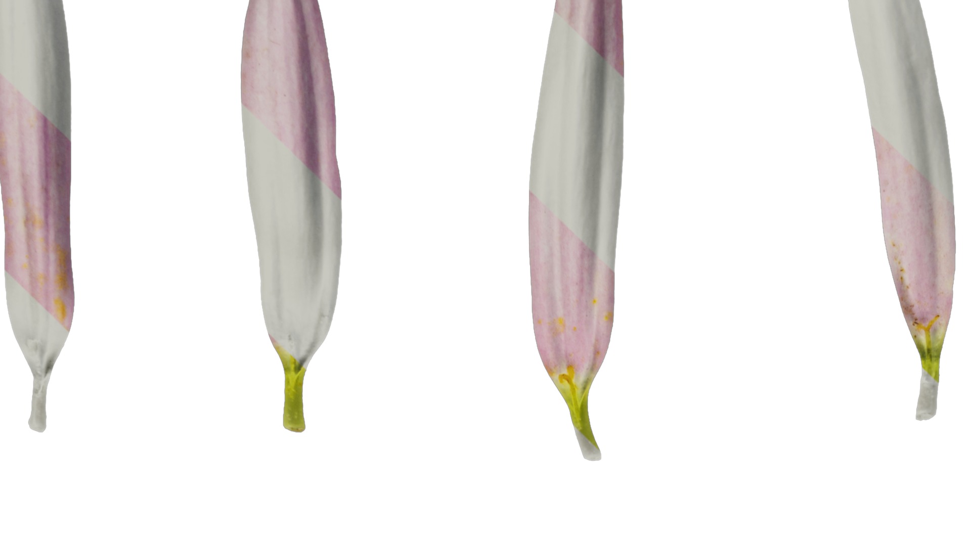 Anydrafts Argyranthemum frutescens Flower 04 Texture_1