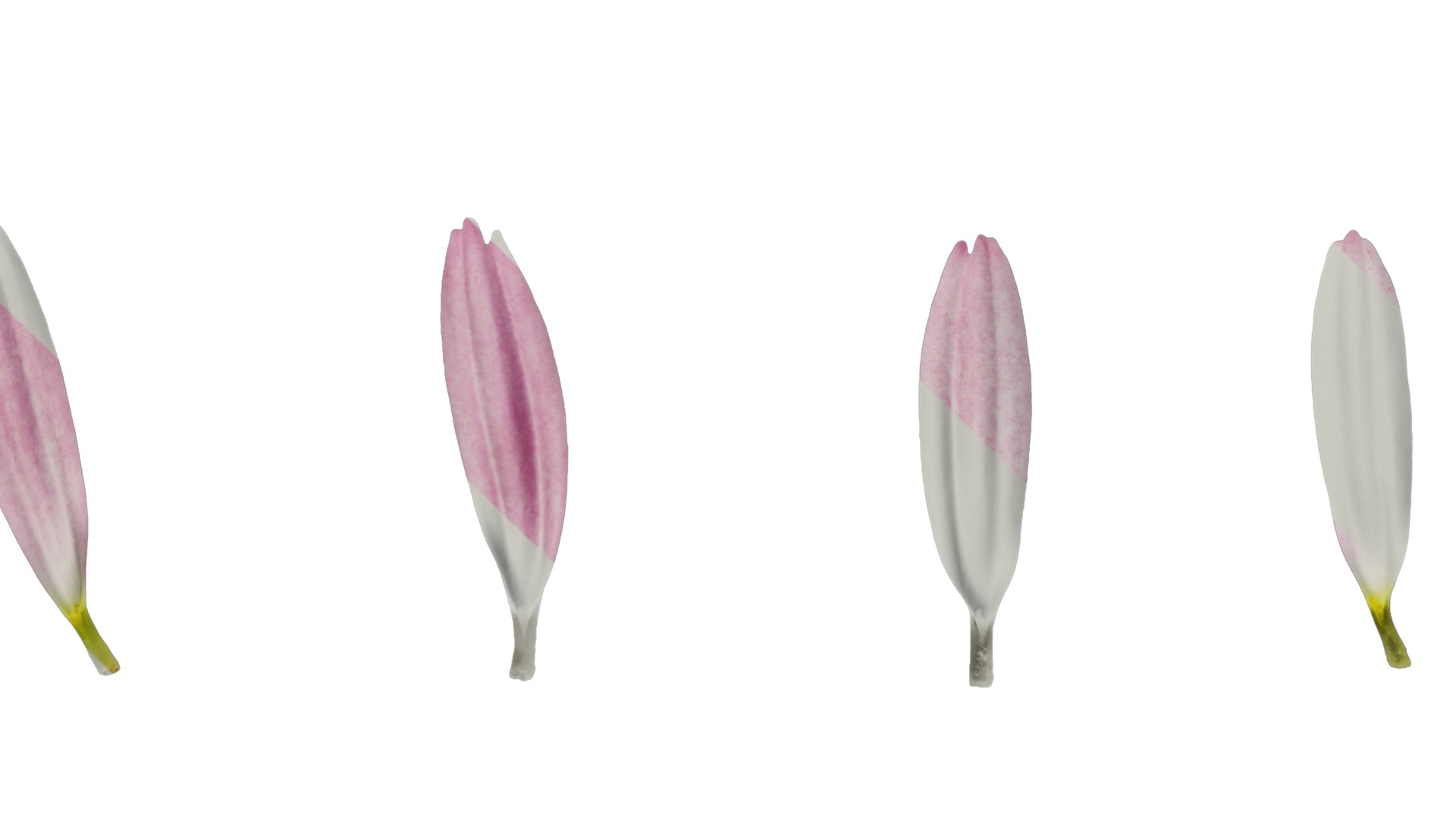 Anydrafts Argyranthemum frutescens Flower 04 Texture_5