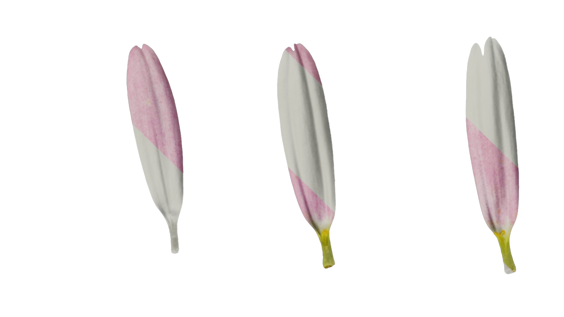 Anydrafts Argyranthemum frutescens Flower 04 Texture_4