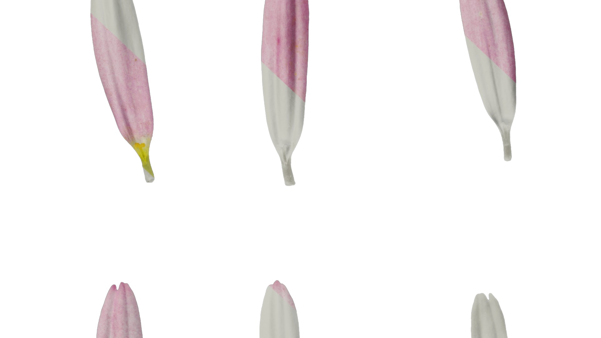 Anydrafts Argyranthemum frutescens Flower 04 Texture_7