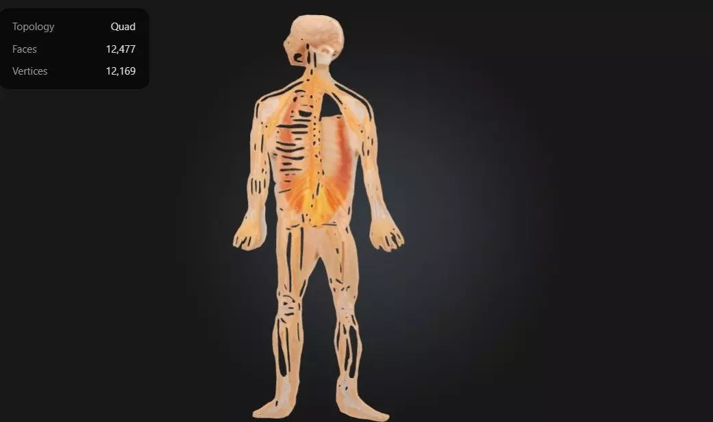 3D Model of Half Life-Size Nervous System Anatomy 3D print model