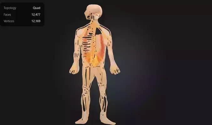 3D Model of Half Life-Size Nervous System Anatomy 