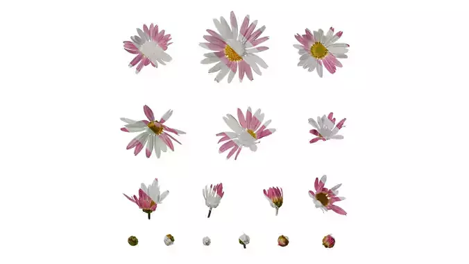 Anydrafts Argyranthemum frutescens Flower 05