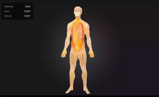3D Model of Nervous System Anatomy v2