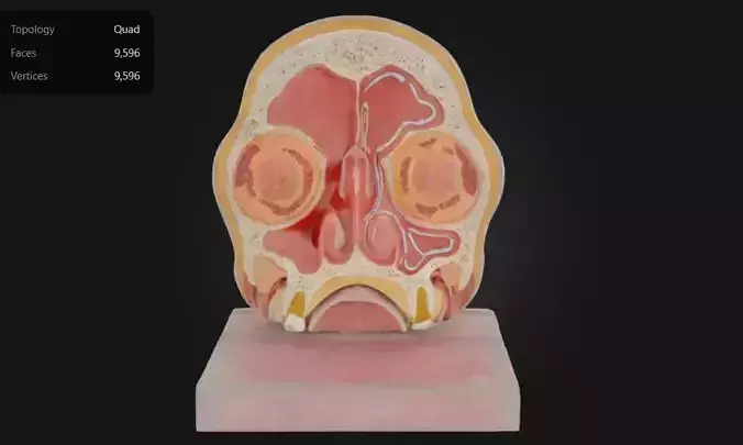 3D Model of Head Section