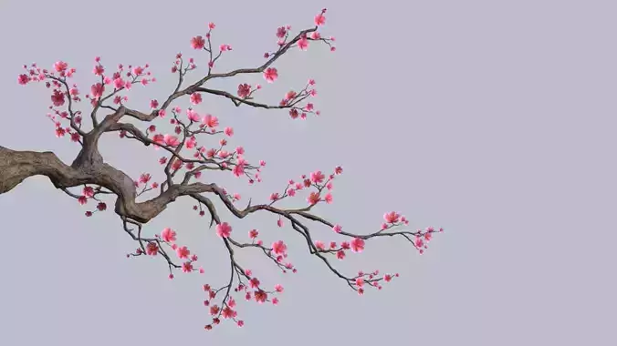 plum Blossom
