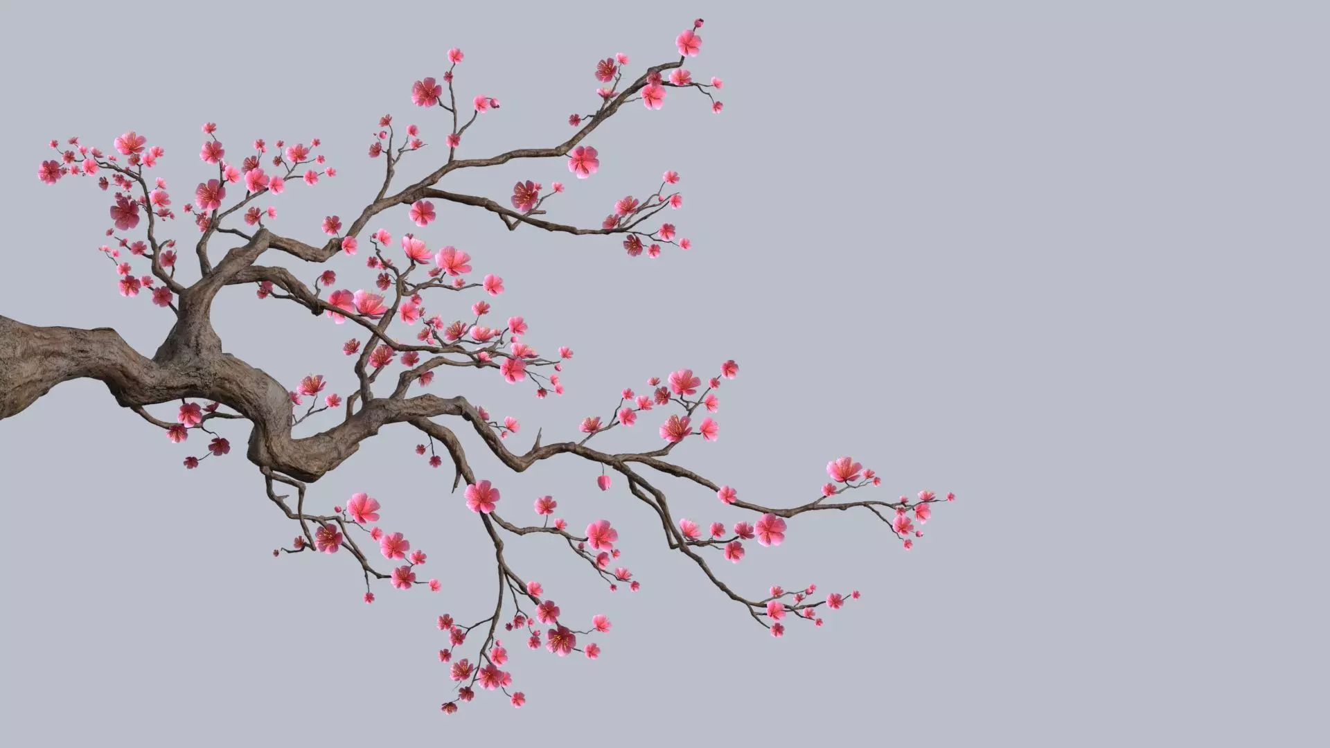 plum Blossom 3D model_0
