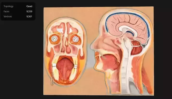 3D Model of Median and Frontal Section Of The Human Head Anatomy 3D print model
