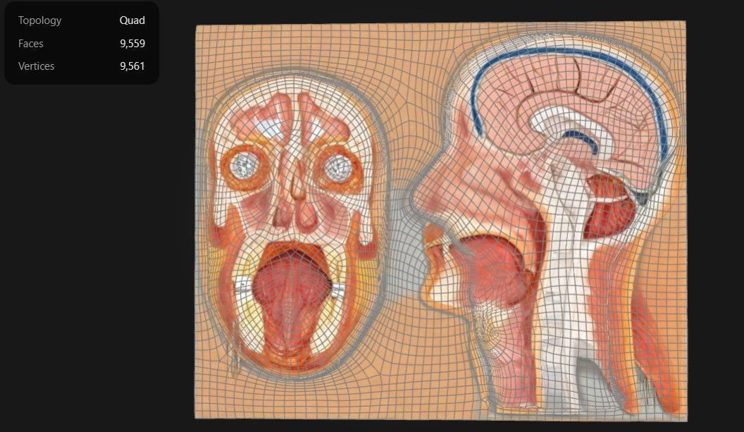 3D Model of Median and Frontal Section Of The Human Head Anatomy 3D print model_1