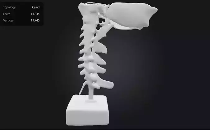 3D Model of Cervical Vertebral Spinal Nerves and Arteries  3D print model