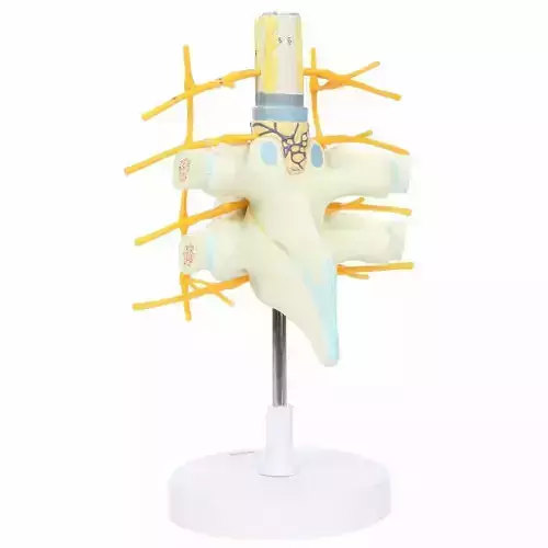 3D Model of  Thoracic Vertebrae with Enlarged Spinal Cord 3D print model