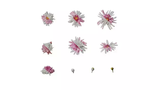 Anydrafts Argyranthemum frutescens Flower 10