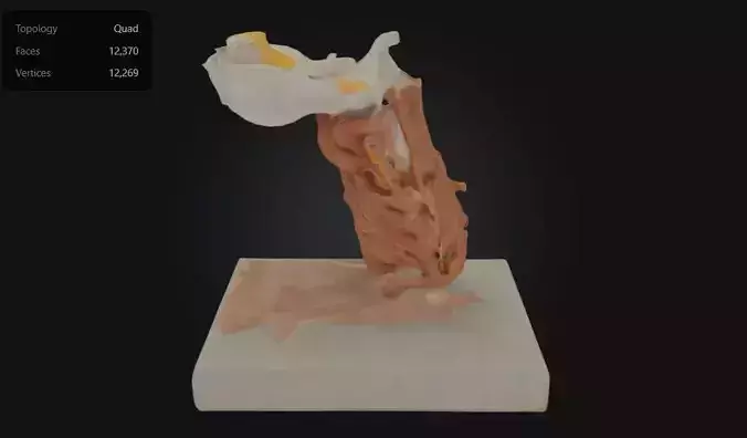 3D Model of Cervical Spine with Muscles and Ligaments  3D print model