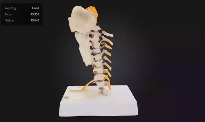 3D Model of Cervical Vertebral Column 3D print model
