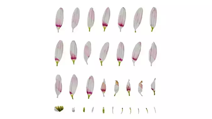 Anydrafts Argyranthemum frutescens Flower 12