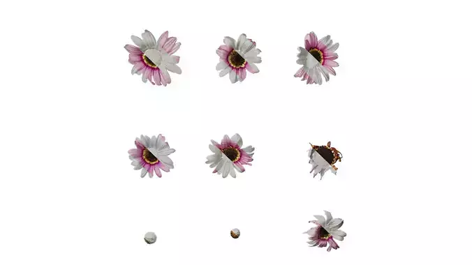 Anydrafts Argyranthemum frutescens Flower 13