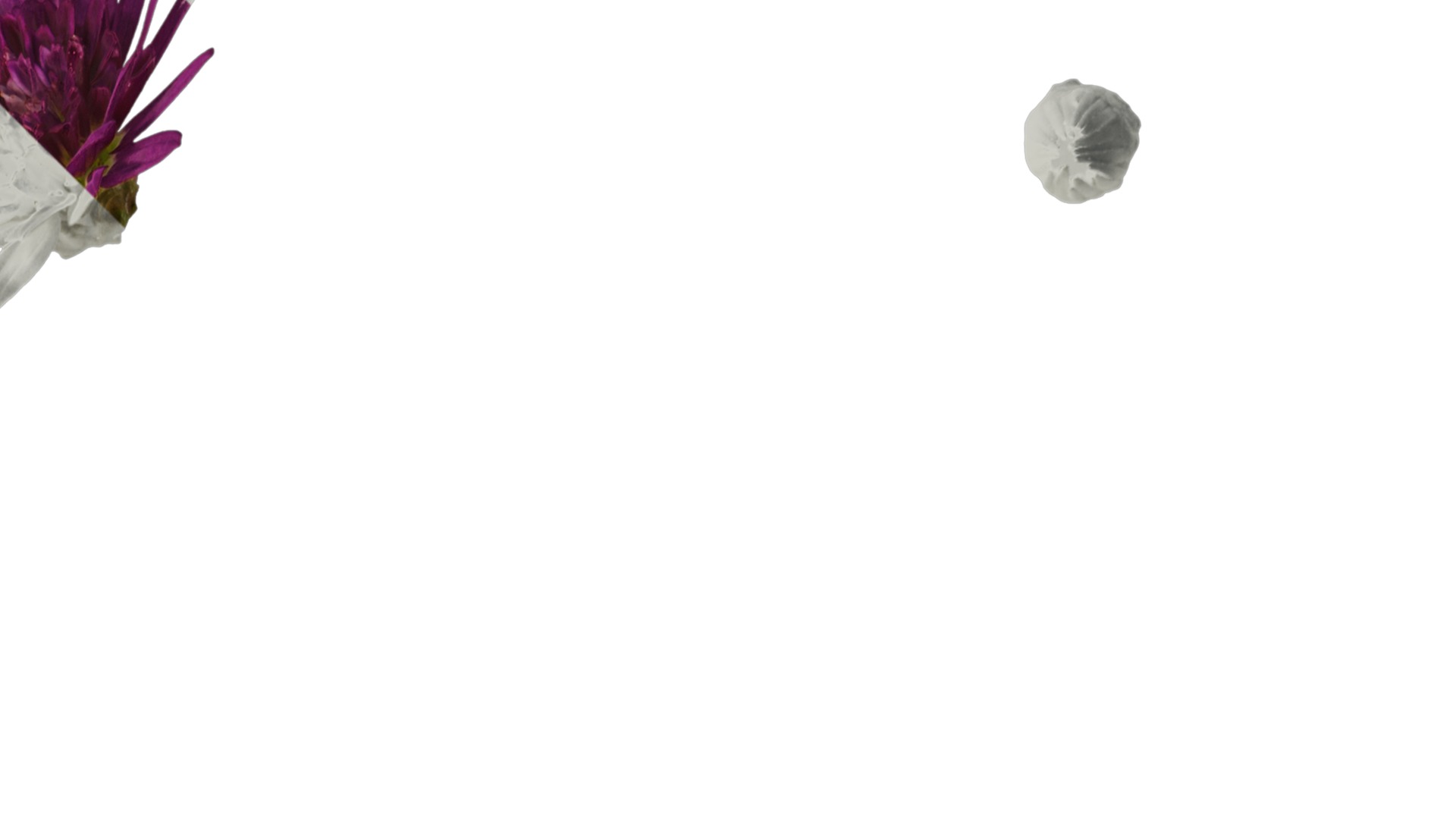 Anydrafts Argyranthemum frutescens Flower 14 Texture_2