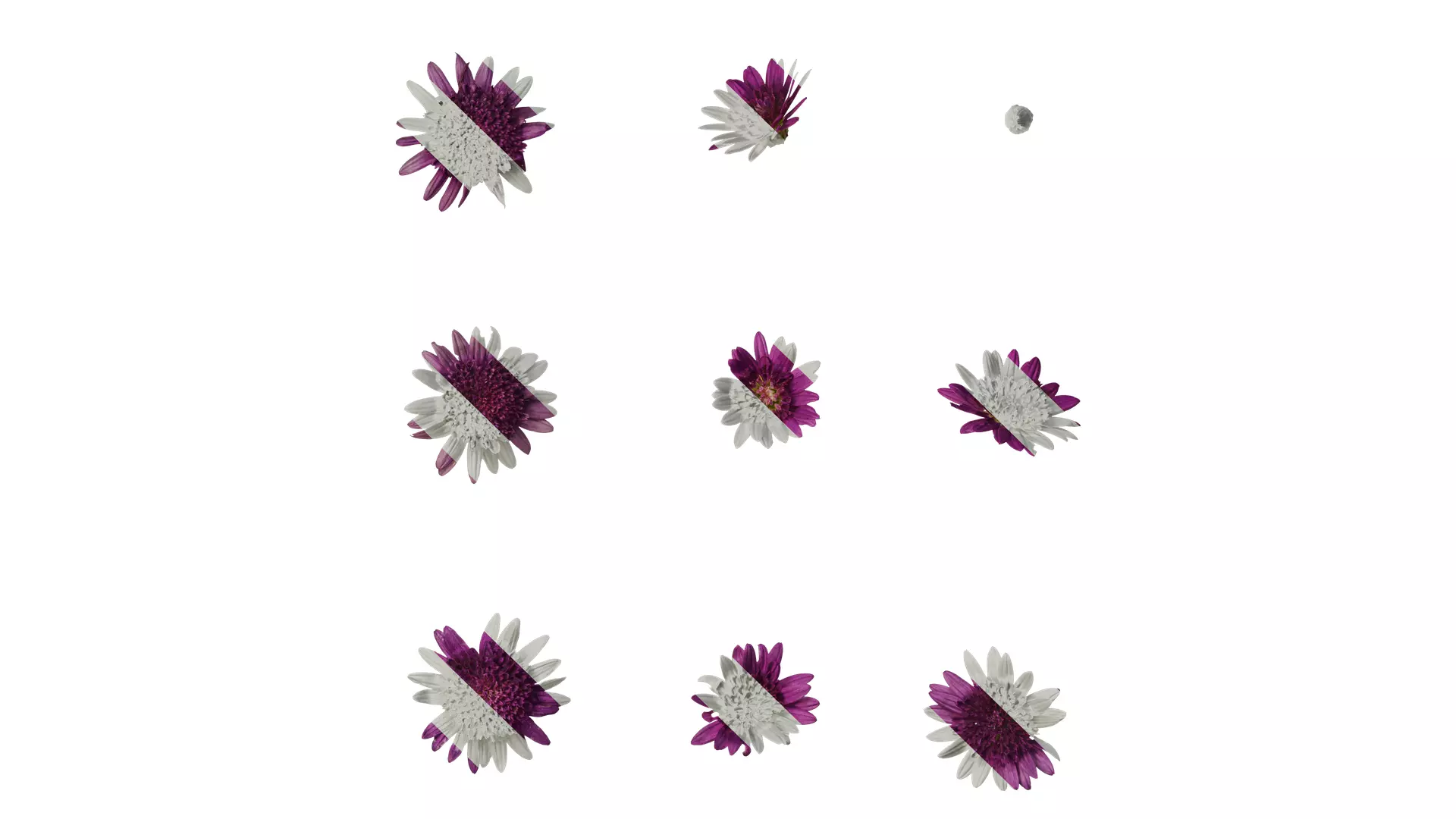 Anydrafts Argyranthemum frutescens Flower 14 Texture_0