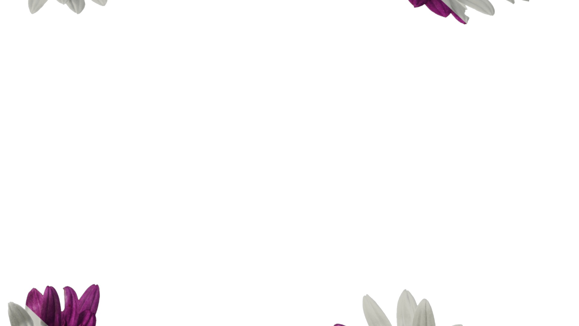 Anydrafts Argyranthemum frutescens Flower 14 Texture_6