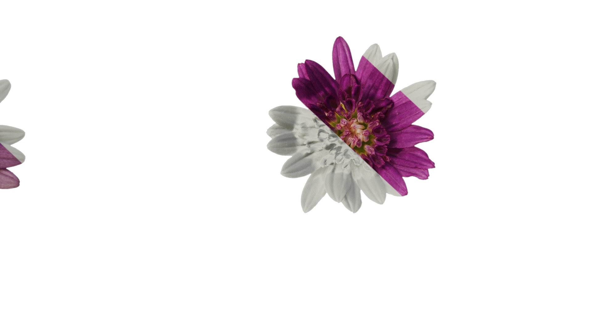 Anydrafts Argyranthemum frutescens Flower 14 Texture_7