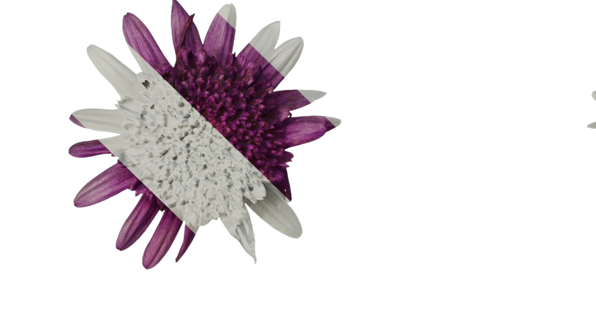 Anydrafts Argyranthemum frutescens Flower 14 Texture_1