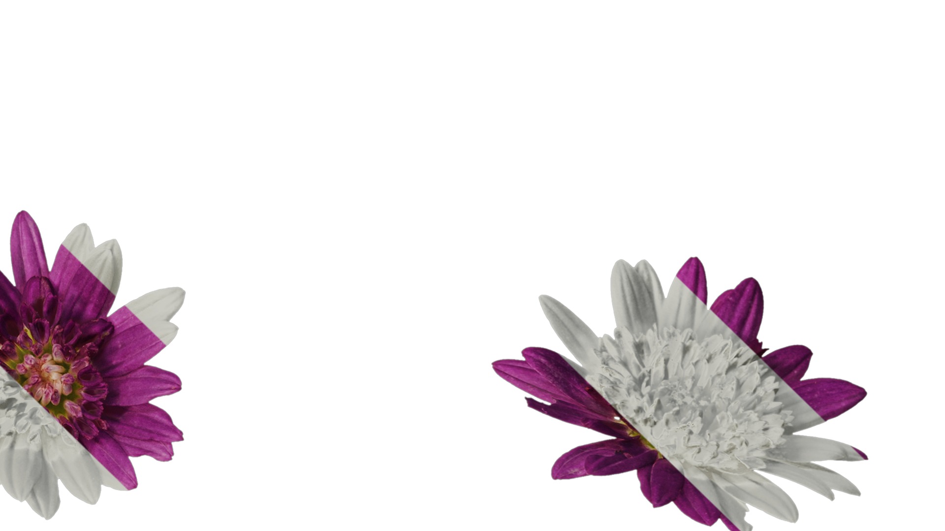 Anydrafts Argyranthemum frutescens Flower 14 Texture_4