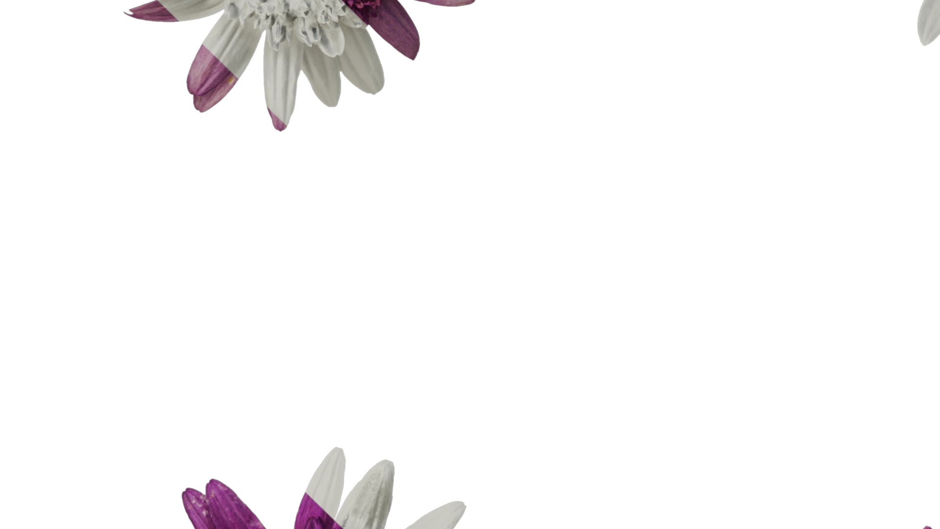 Anydrafts Argyranthemum frutescens Flower 14 Texture_5