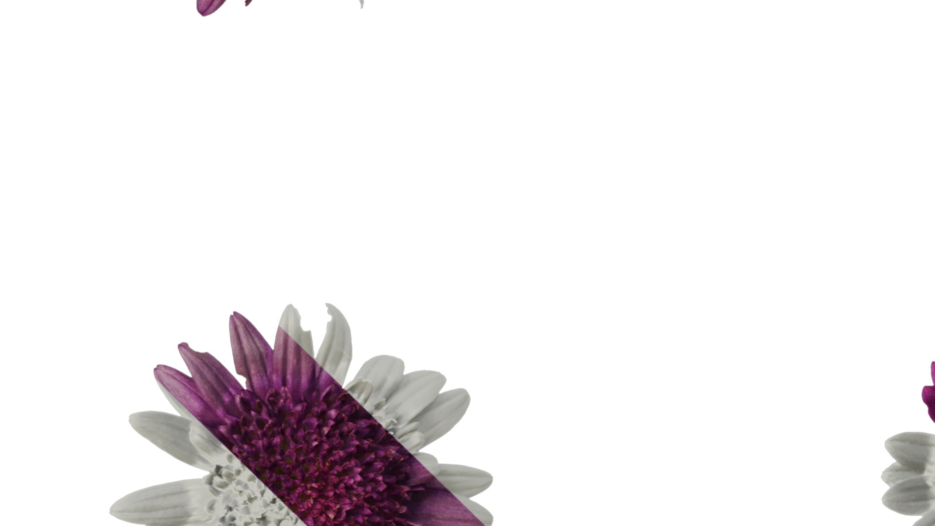 Anydrafts Argyranthemum frutescens Flower 14 Texture_3