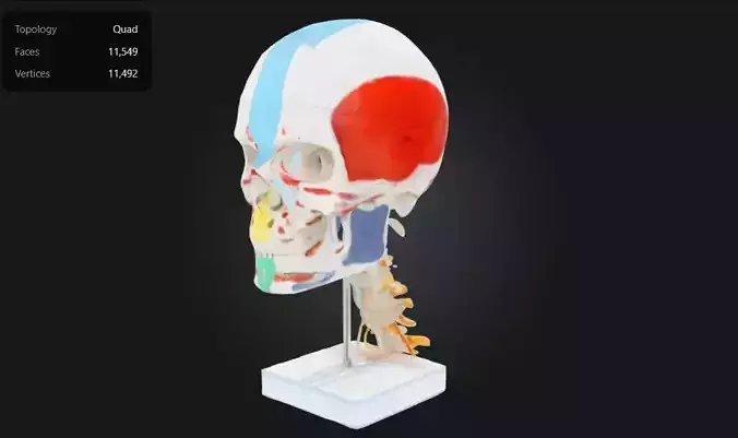 3D Model of Skull with Cervical Spine and Spinal Nerves Anatomy