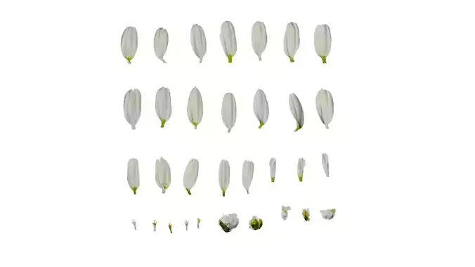 Anydrafts Argyranthemum frutescens Flower 15