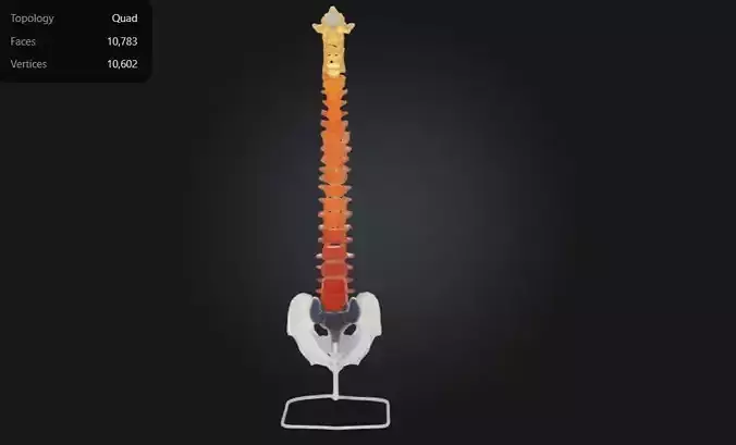 3D Model of Flexible Vertebral Column  3D print model