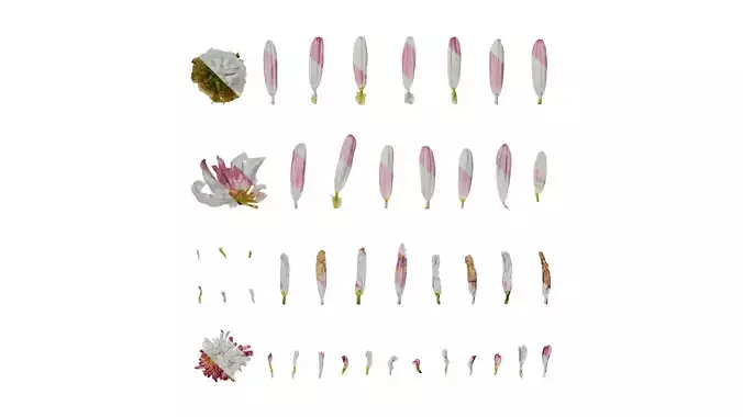 Anydrafts Argyranthemum frutescens Flower 16