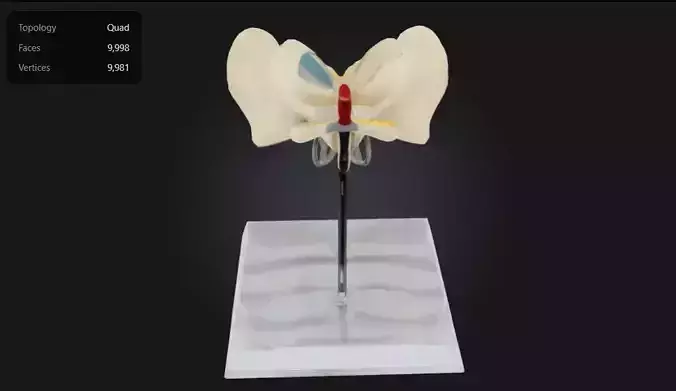 3D Model of Cervical Vertebrae with Spinal Cord and Nerves 3D print model
