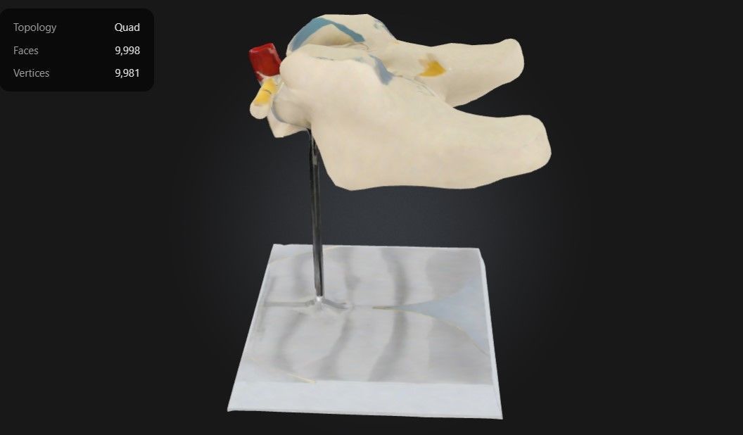 3D Model of Cervical Vertebrae with Spinal Cord and Nerves 3D print model_1