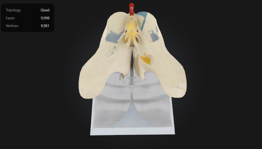 3D Model of Cervical Vertebrae with Spinal Cord and Nerves 3D print model_2