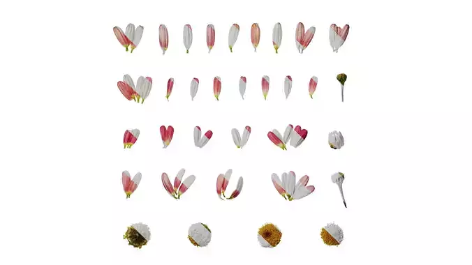 Anydrafts Argyranthemum frutescens Flower 17