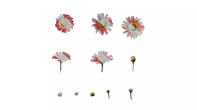 Anydrafts Argyranthemum frutescens Flower 18