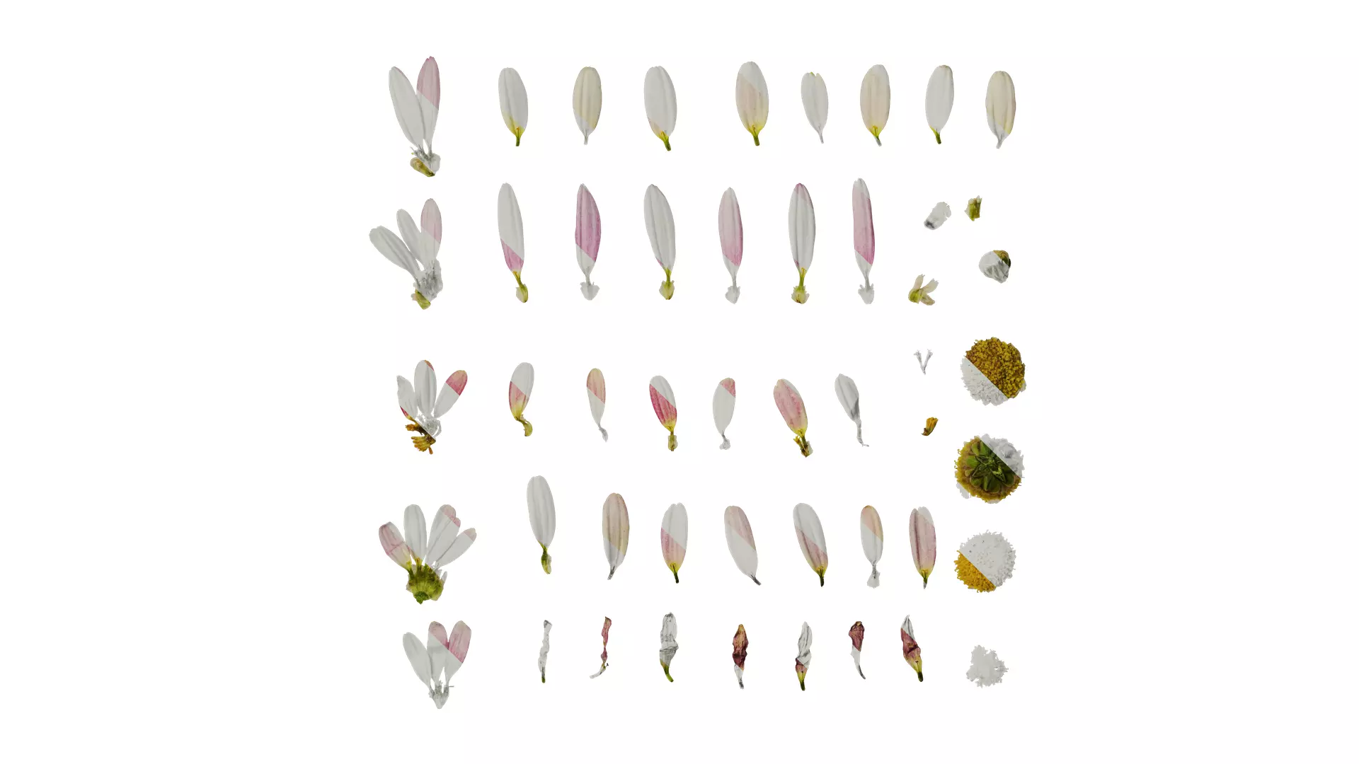 Anydrafts Argyranthemum frutescens Flower 19 Texture_0