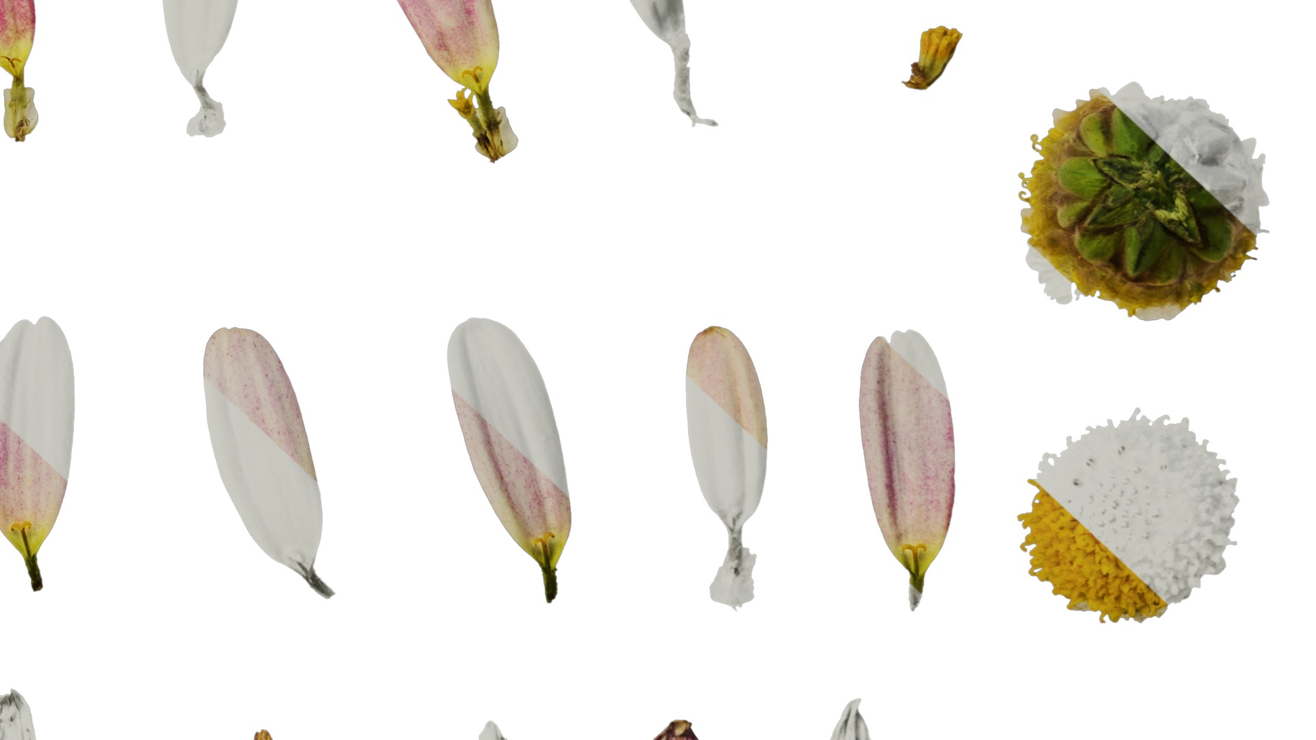 Anydrafts Argyranthemum frutescens Flower 19 Texture_6