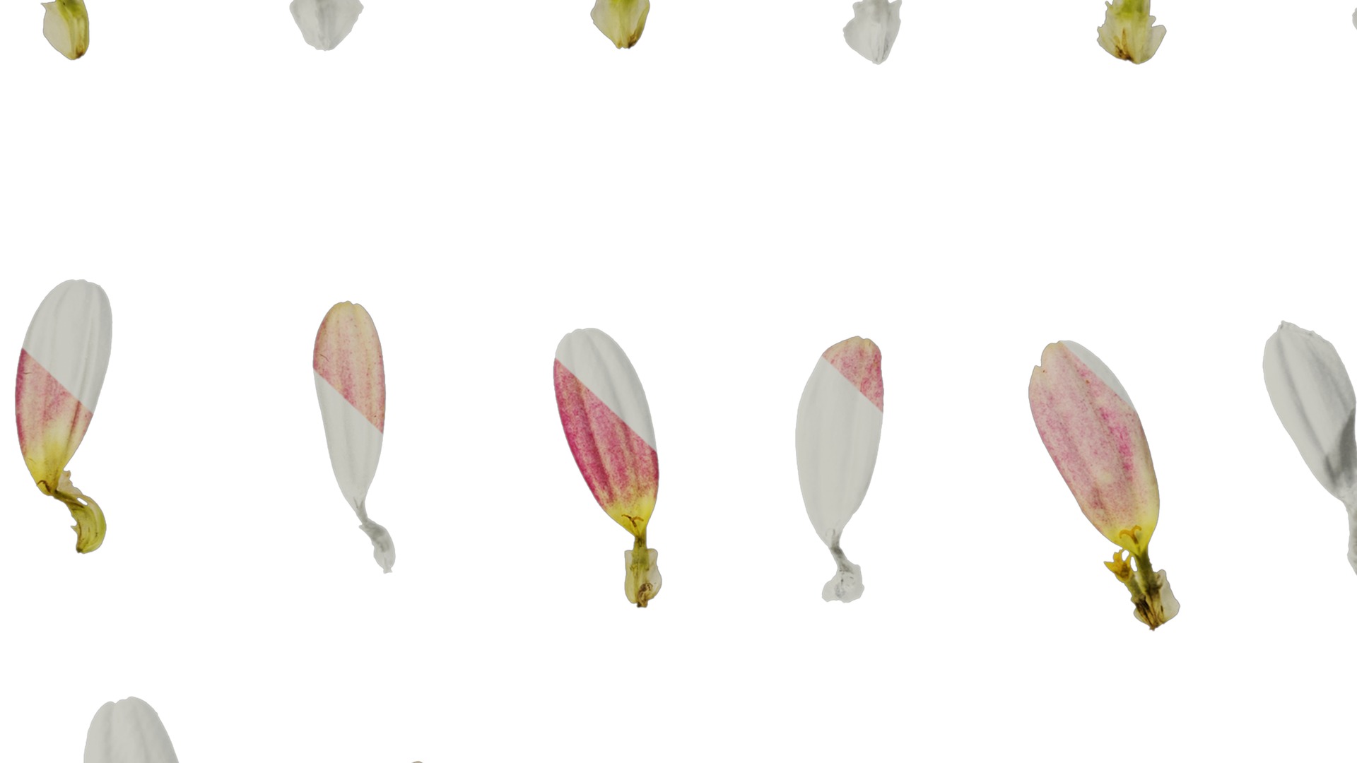 Anydrafts Argyranthemum frutescens Flower 19 Texture_7