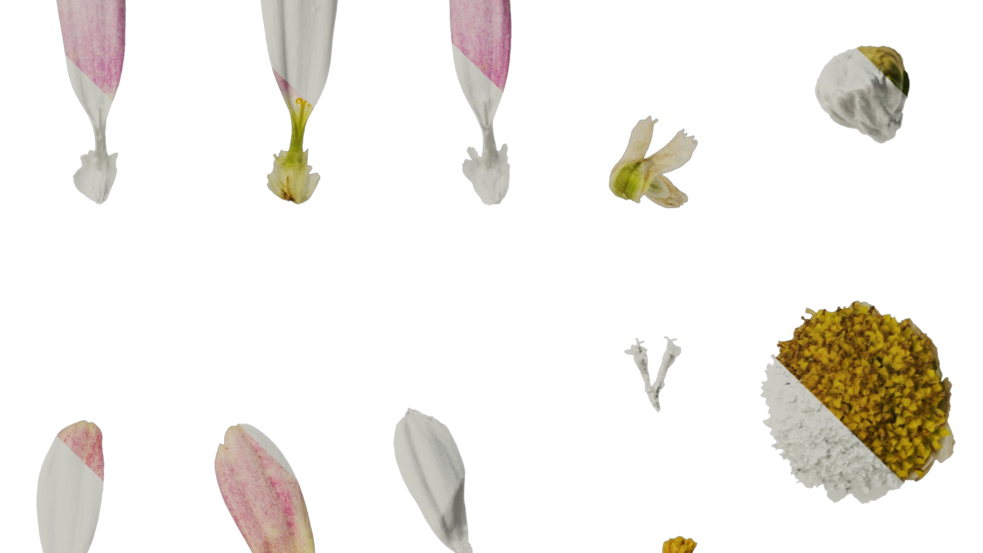 Anydrafts Argyranthemum frutescens Flower 19 Texture_4