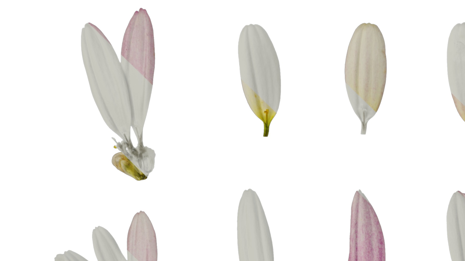 Anydrafts Argyranthemum frutescens Flower 19 Texture_1