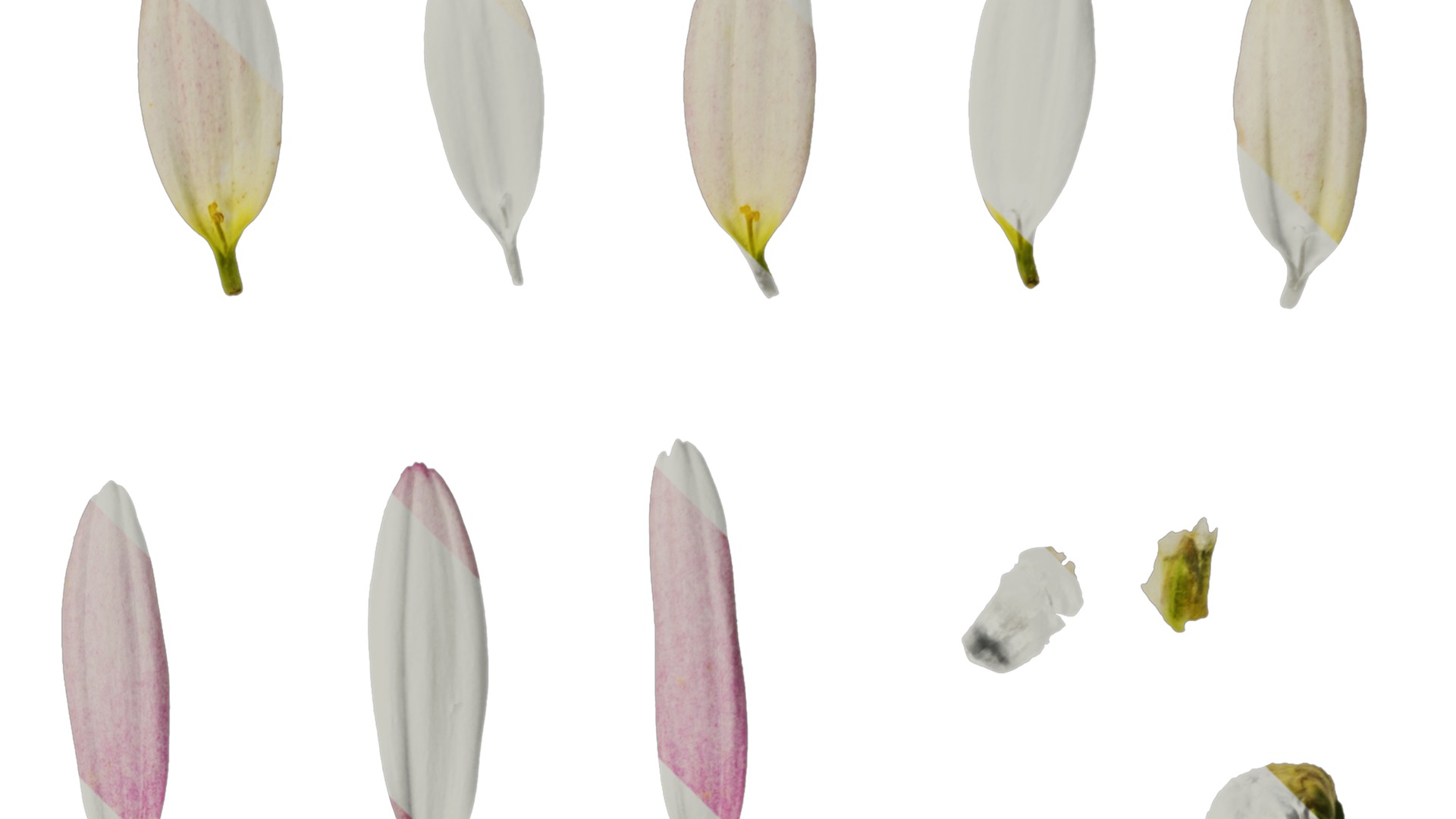 Anydrafts Argyranthemum frutescens Flower 19 Texture_2