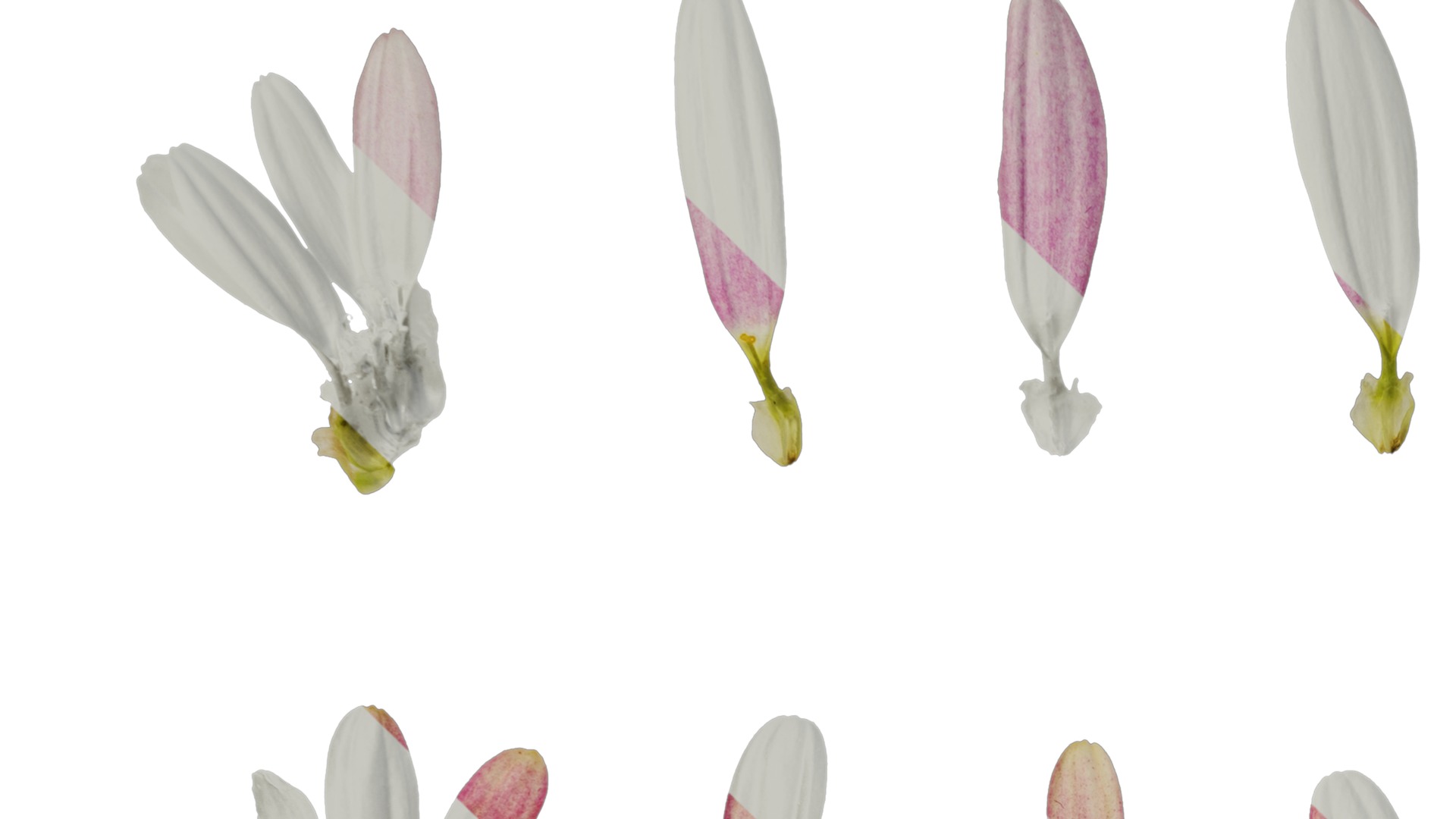 Anydrafts Argyranthemum frutescens Flower 19 Texture_3