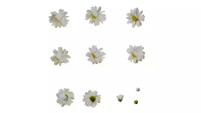 Anydrafts Argyranthemum frutescens Flower 20