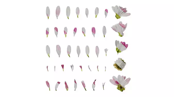 Anydrafts Argyranthemum frutescens Flower 21