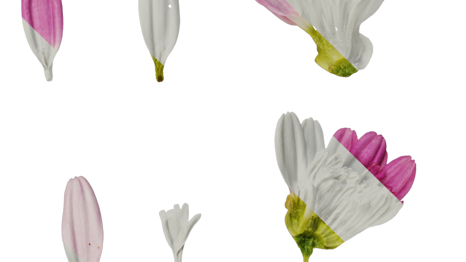 Anydrafts Argyranthemum frutescens Flower 21 Texture_4