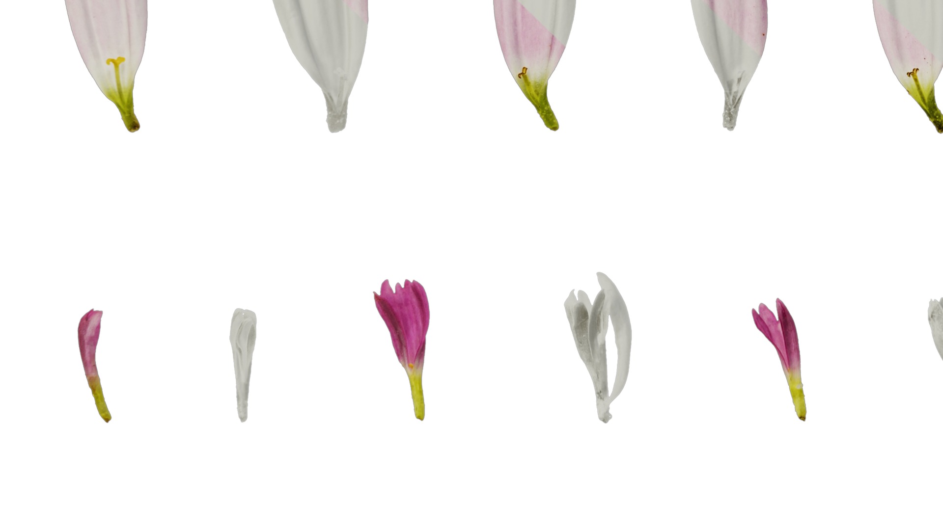 Anydrafts Argyranthemum frutescens Flower 21 Texture_5