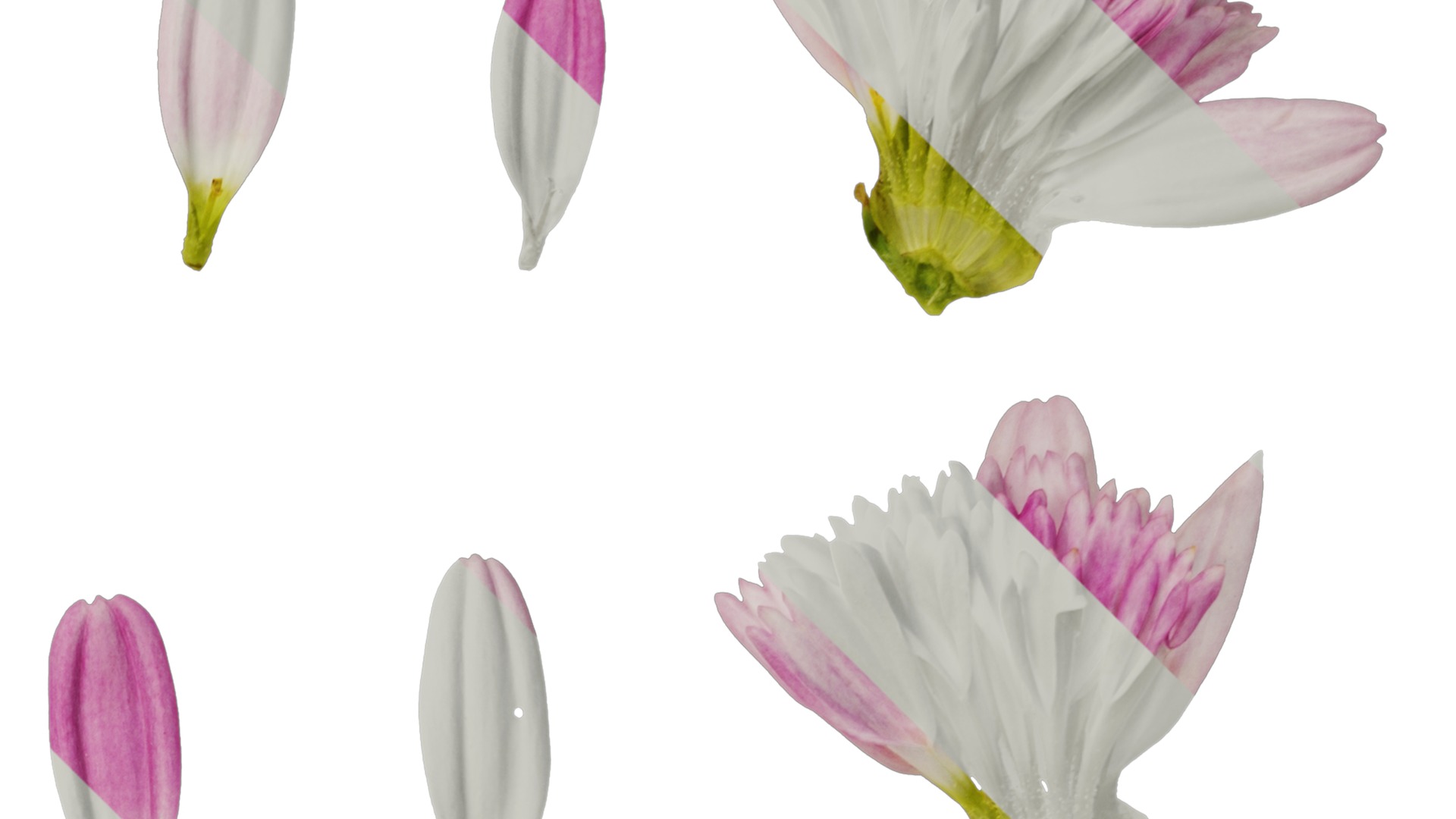 Anydrafts Argyranthemum frutescens Flower 21 Texture_2