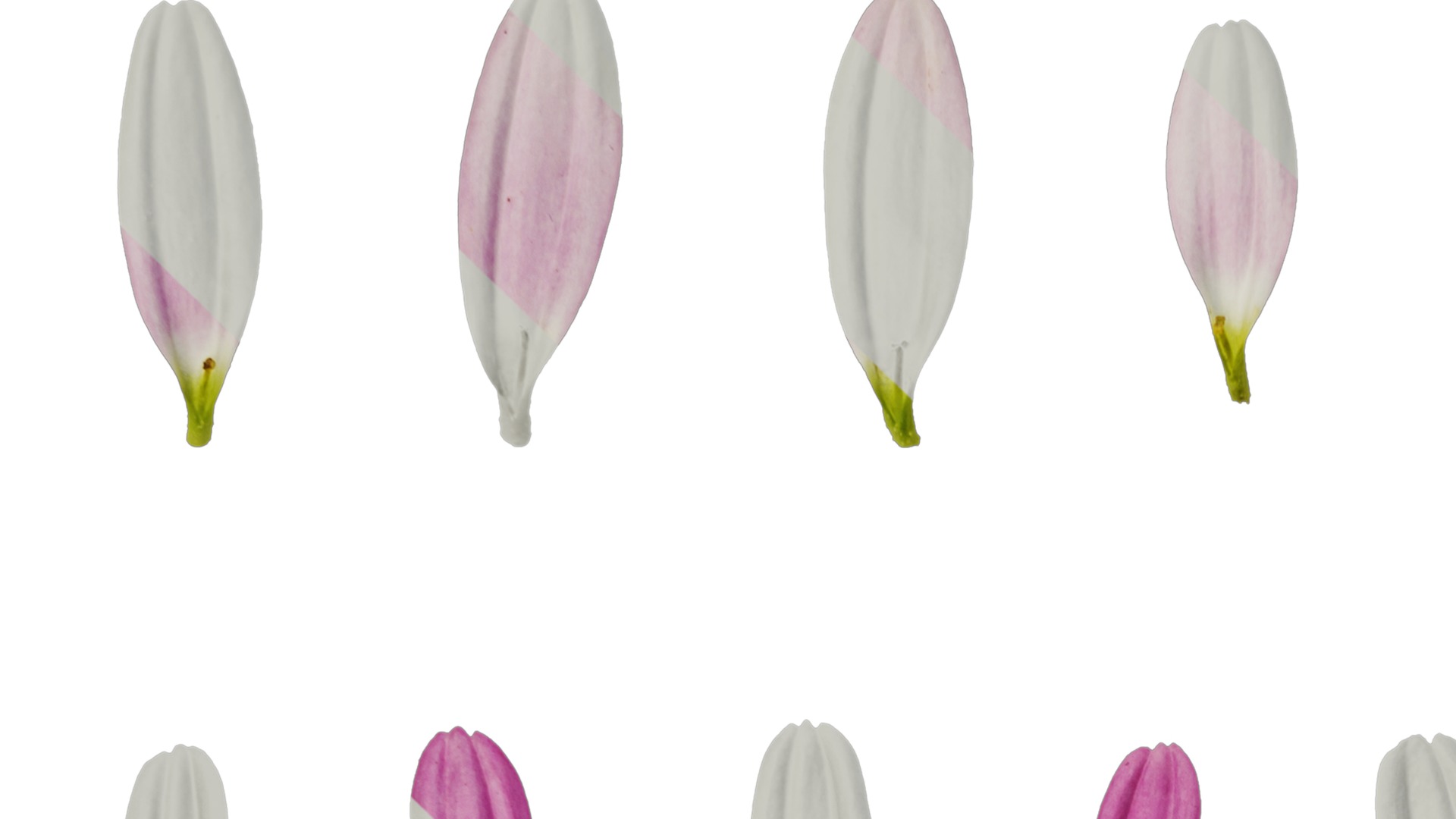 Anydrafts Argyranthemum frutescens Flower 21 Texture_1